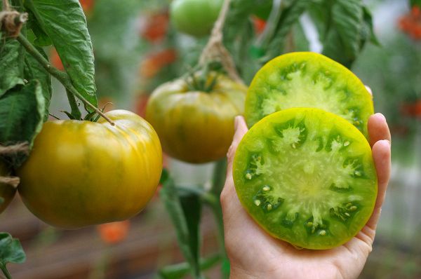 Томат Зеленая Тайна Личинки